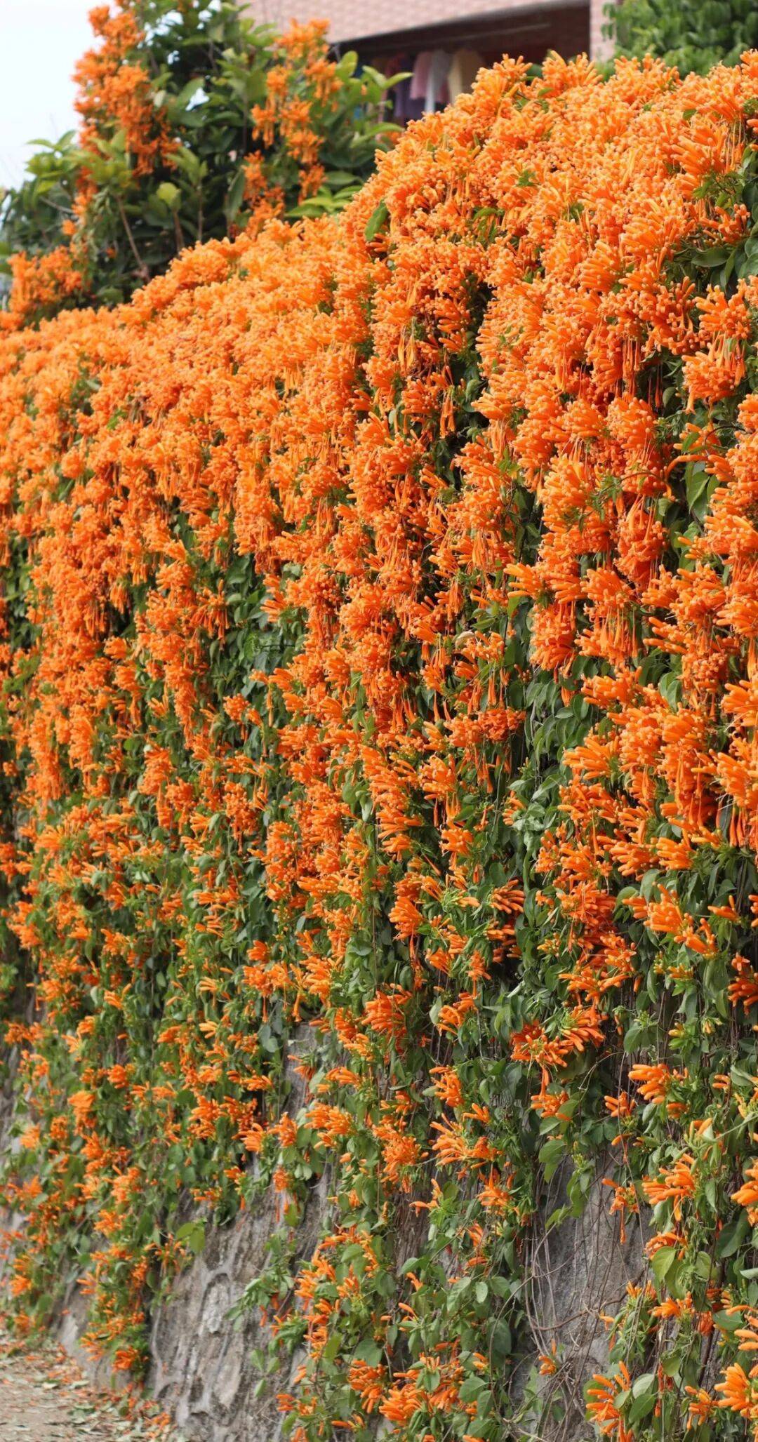 收藏！泉州春日賞花去哪里？花期+地址全攻略