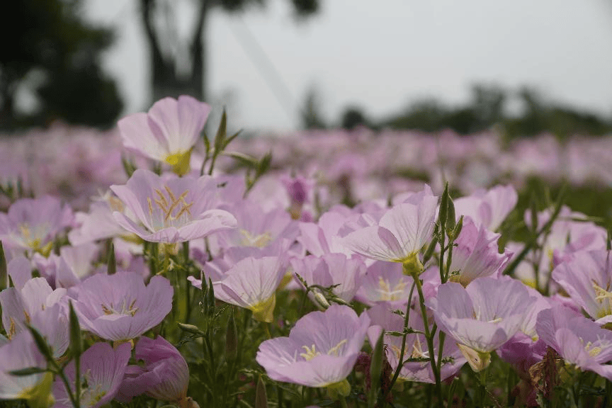 收藏！泉州春日賞花去哪里？花期+地址全攻略