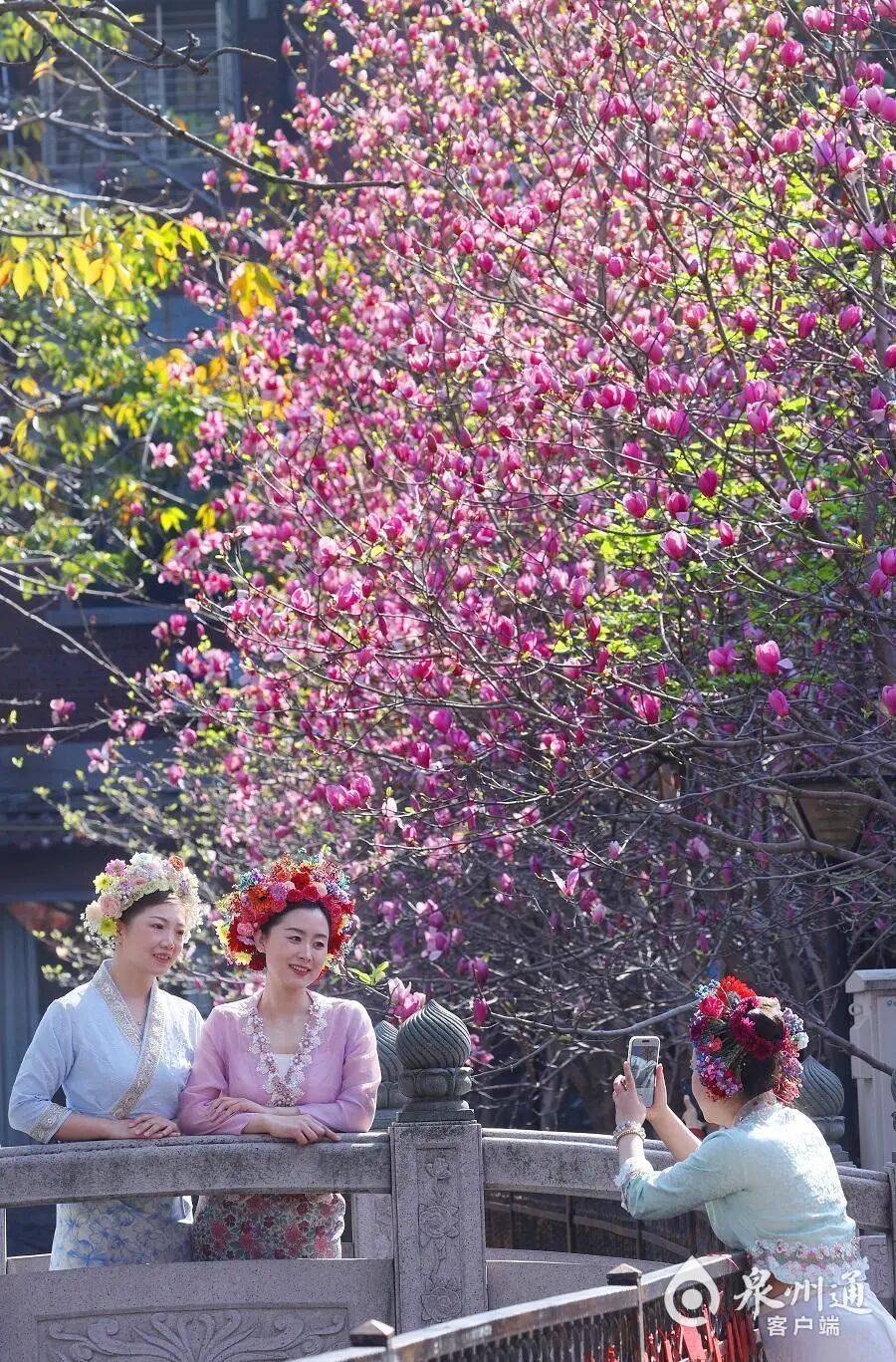 收藏！泉州春日賞花去哪里？花期+地址全攻略