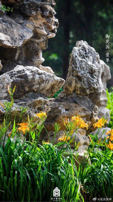 收藏了解！故宮里的小眾花木也值得一看