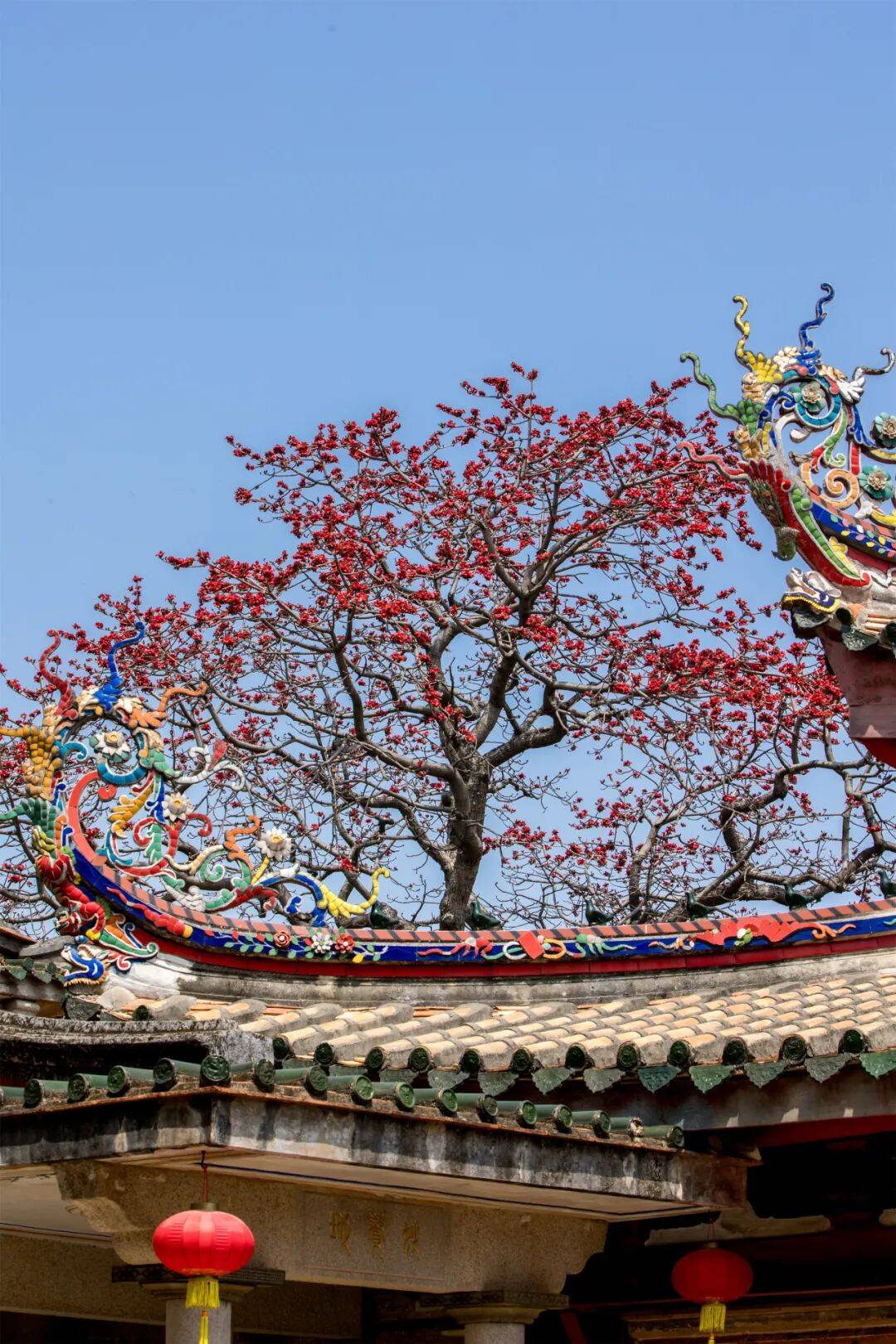 收藏！泉州春日賞花去哪里？花期+地址全攻略