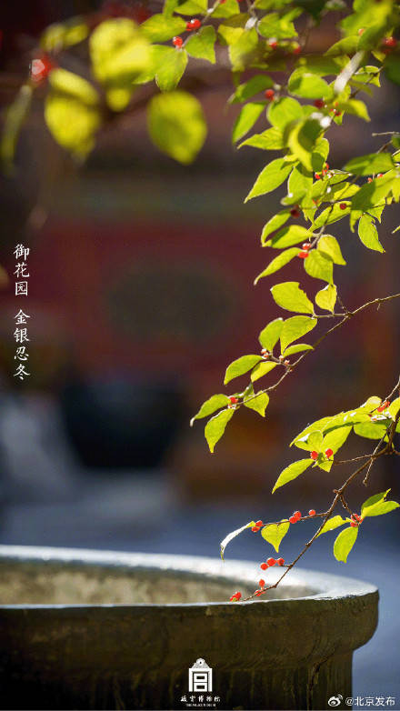 收藏了解！故宮里的小眾花木也值得一看