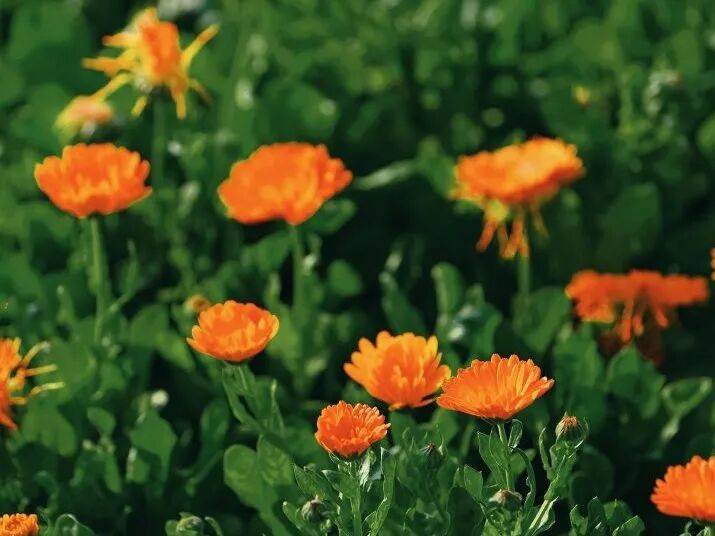 收藏！泉州春日賞花去哪里？花期+地址全攻略