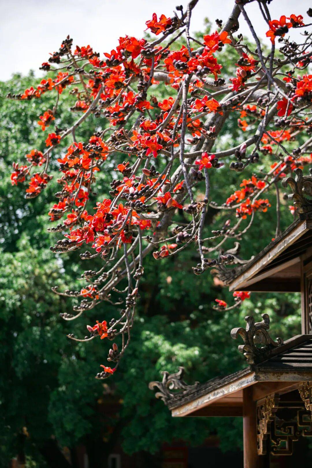 收藏！泉州春日賞花去哪里？花期+地址全攻略