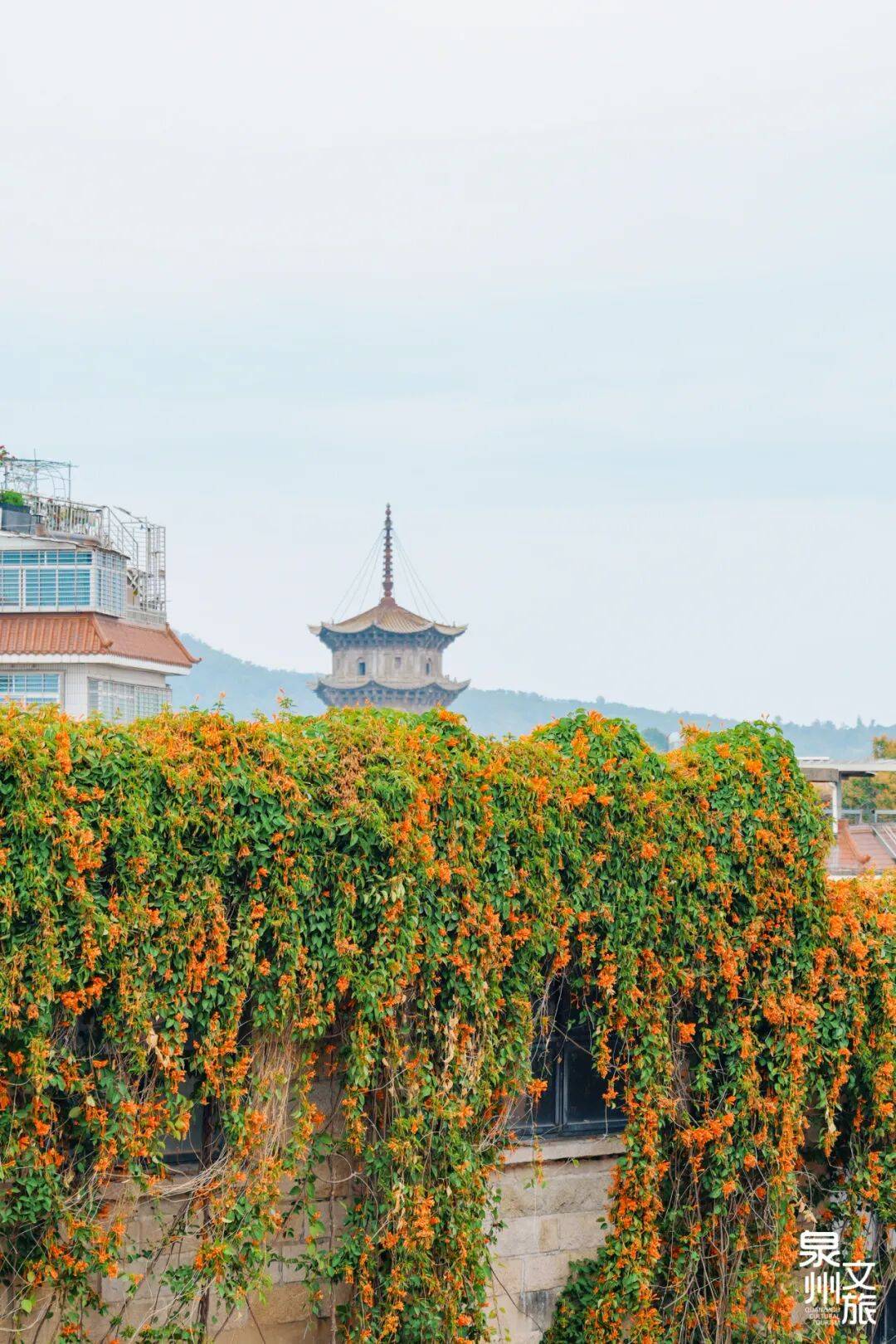 收藏！泉州春日賞花去哪里？花期+地址全攻略