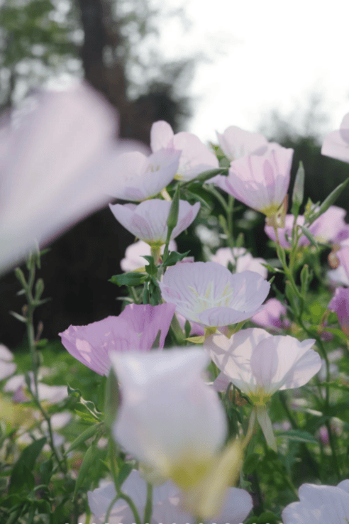 收藏！泉州春日賞花去哪里？花期+地址全攻略
