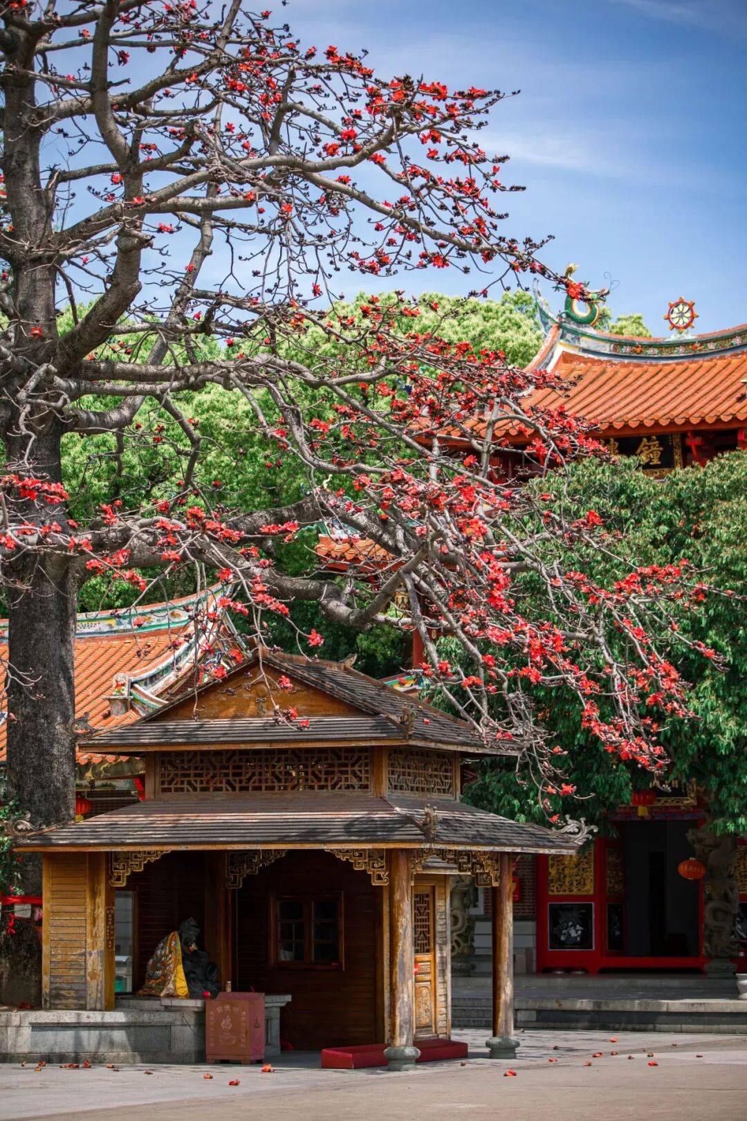 收藏！泉州春日賞花去哪里？花期+地址全攻略