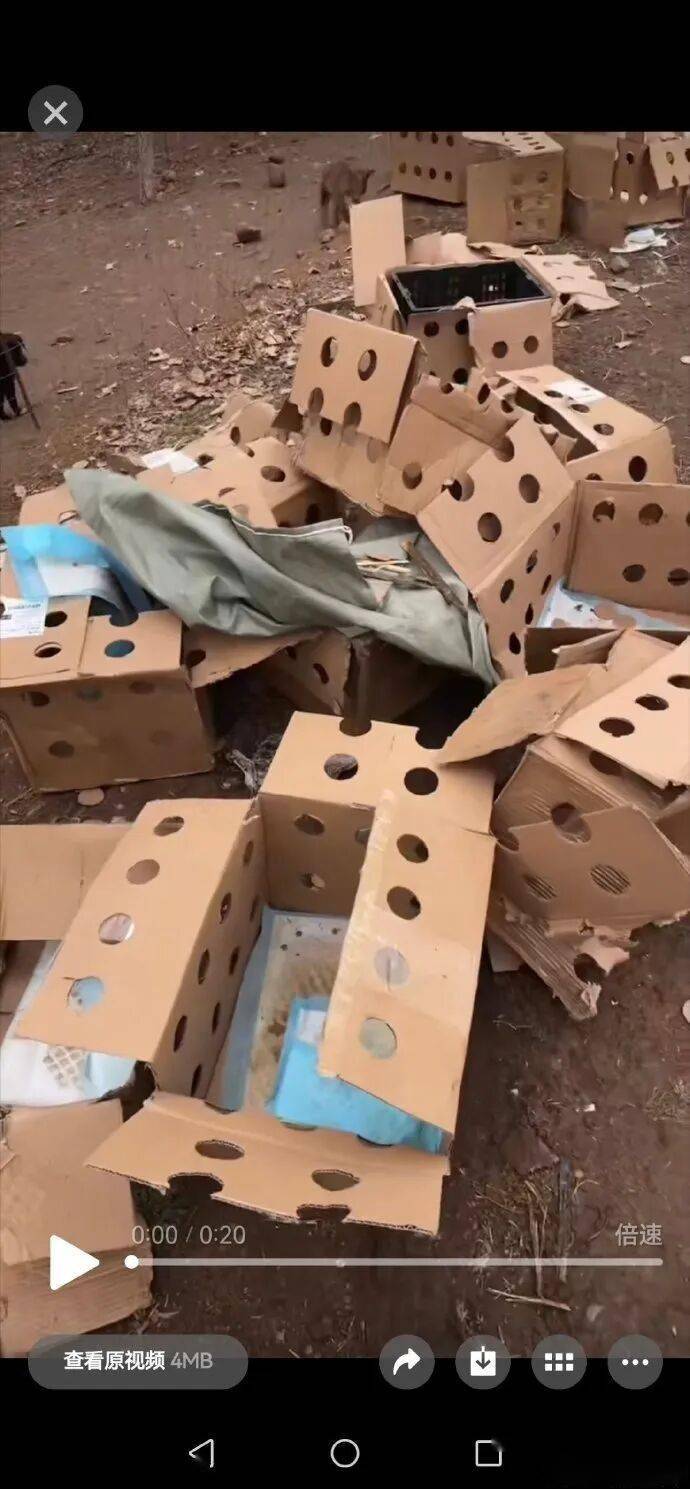 快遞面單上沒寫“這是生命”：青島膠州，一場(chǎng)400只幼犬無法抵達(dá)的運(yùn)輸