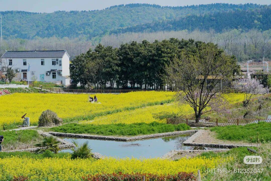 不用跑遠(yuǎn)！南京市區(qū)及周邊油菜花地圖，收藏出發(fā)