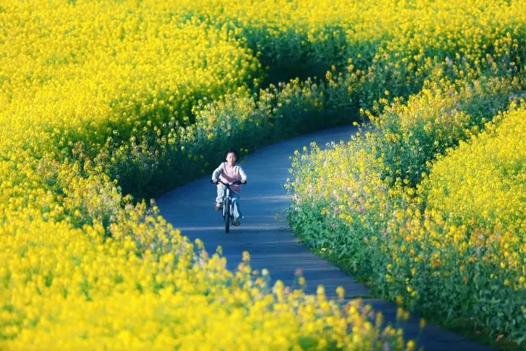 不用跑遠(yuǎn)！南京市區(qū)及周邊油菜花地圖，收藏出發(fā)