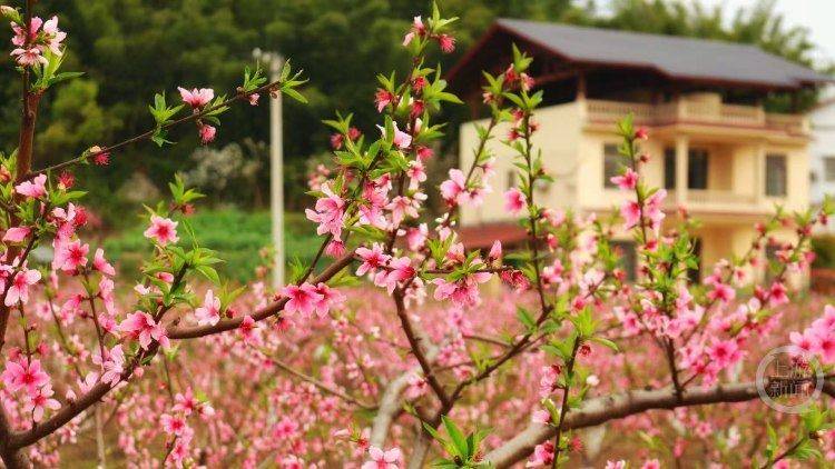 第五屆中華龍鄉(xiāng)·桃源賞花季暨巴蜀“e鄉(xiāng)e味”美食文化周啟幕