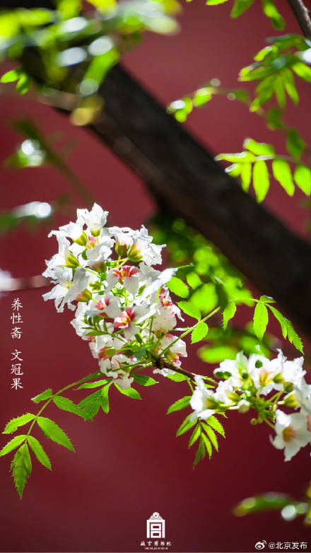 收藏了解！故宮里的小眾花木也值得一看