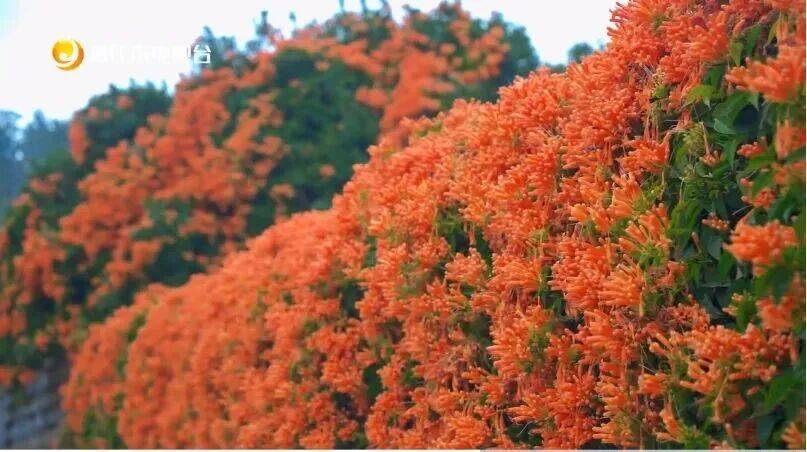 收藏！泉州春日賞花去哪里？花期+地址全攻略