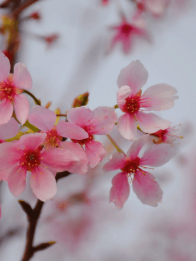 收藏！泉州春日賞花去哪里？花期+地址全攻略