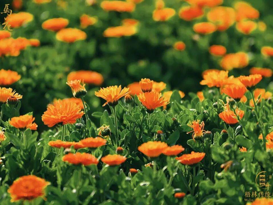 收藏！泉州春日賞花去哪里？花期+地址全攻略