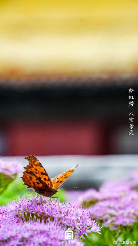 收藏了解！故宮里的小眾花木也值得一看