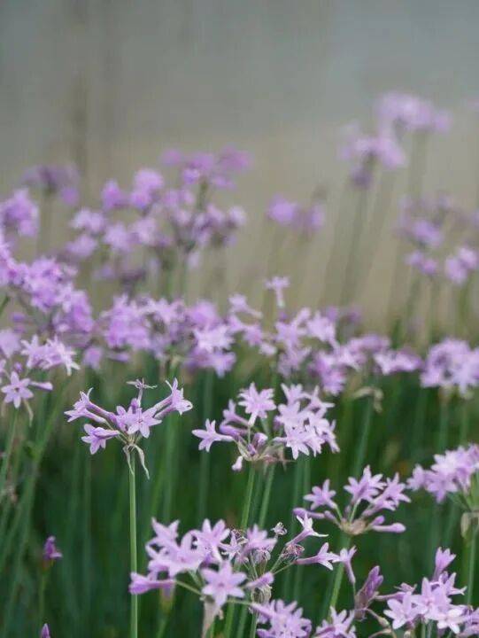 收藏！泉州春日賞花去哪里？花期+地址全攻略