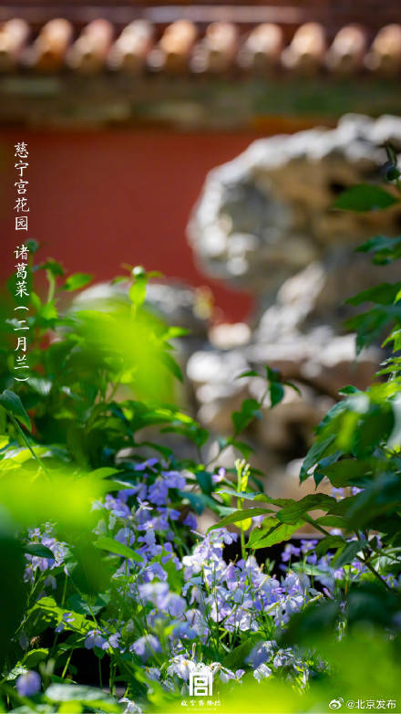 收藏了解！故宮里的小眾花木也值得一看