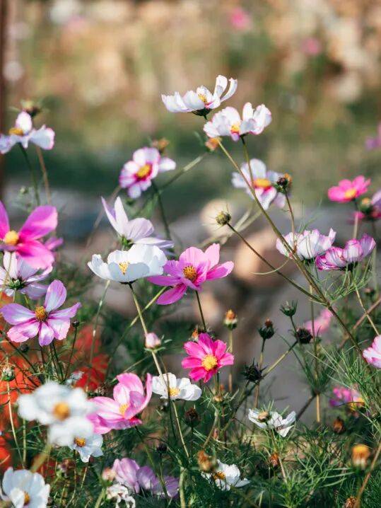 收藏！泉州春日賞花去哪里？花期+地址全攻略