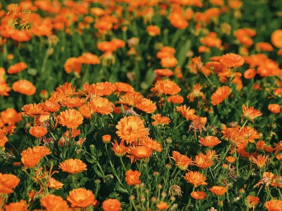 收藏！泉州春日賞花去哪里？花期+地址全攻略