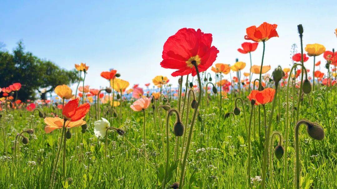 收藏！泉州春日賞花去哪里？花期+地址全攻略