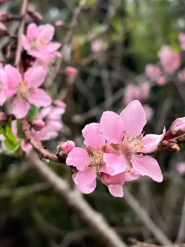 收藏！泉州春日賞花去哪里？花期+地址全攻略