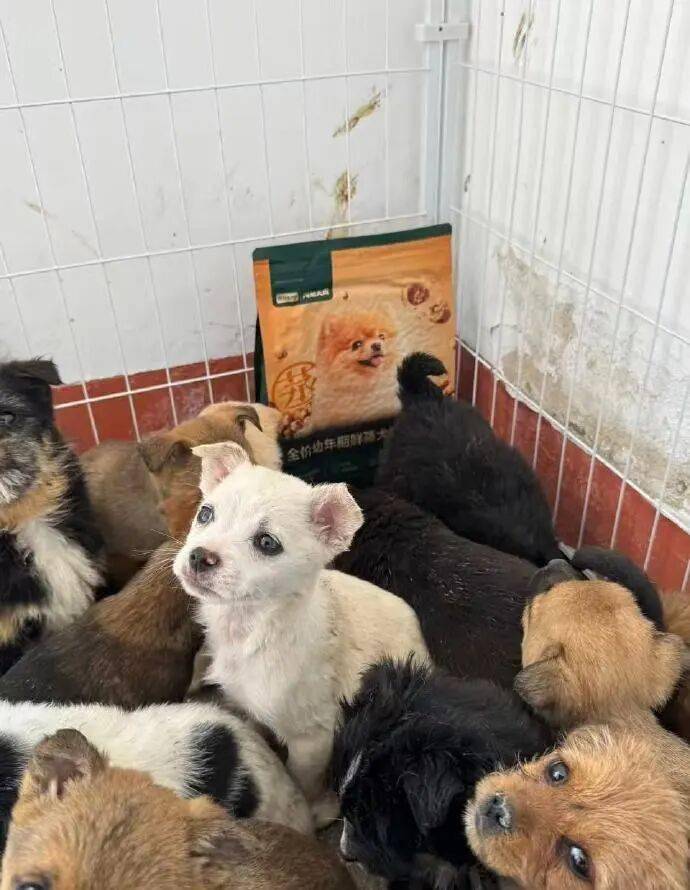 快遞面單上沒寫“這是生命”：青島膠州，一場(chǎng)400只幼犬無法抵達(dá)的運(yùn)輸