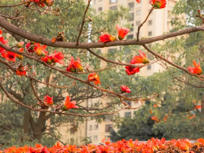 收藏！泉州春日賞花去哪里？花期+地址全攻略