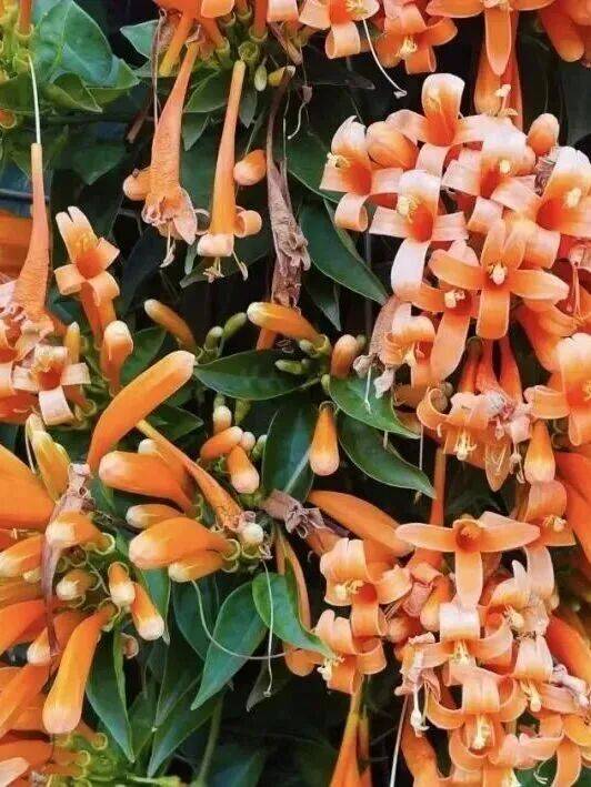 收藏！泉州春日賞花去哪里？花期+地址全攻略