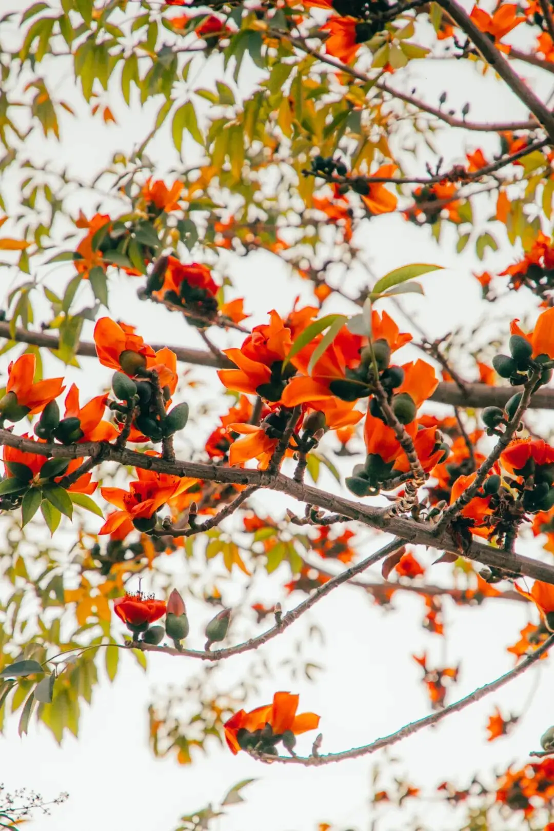 收藏！泉州春日賞花去哪里？花期+地址全攻略