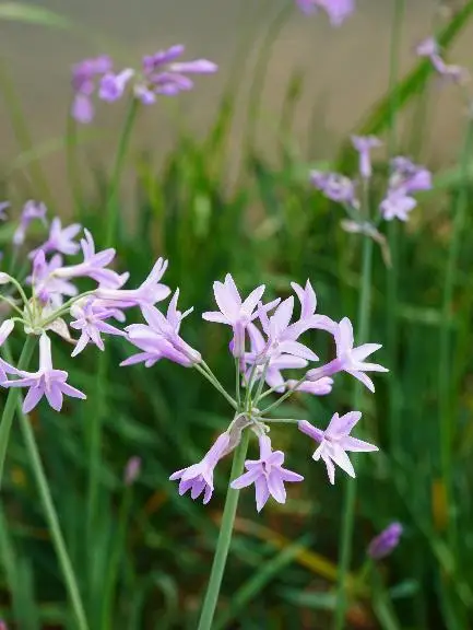 收藏！泉州春日賞花去哪里？花期+地址全攻略
