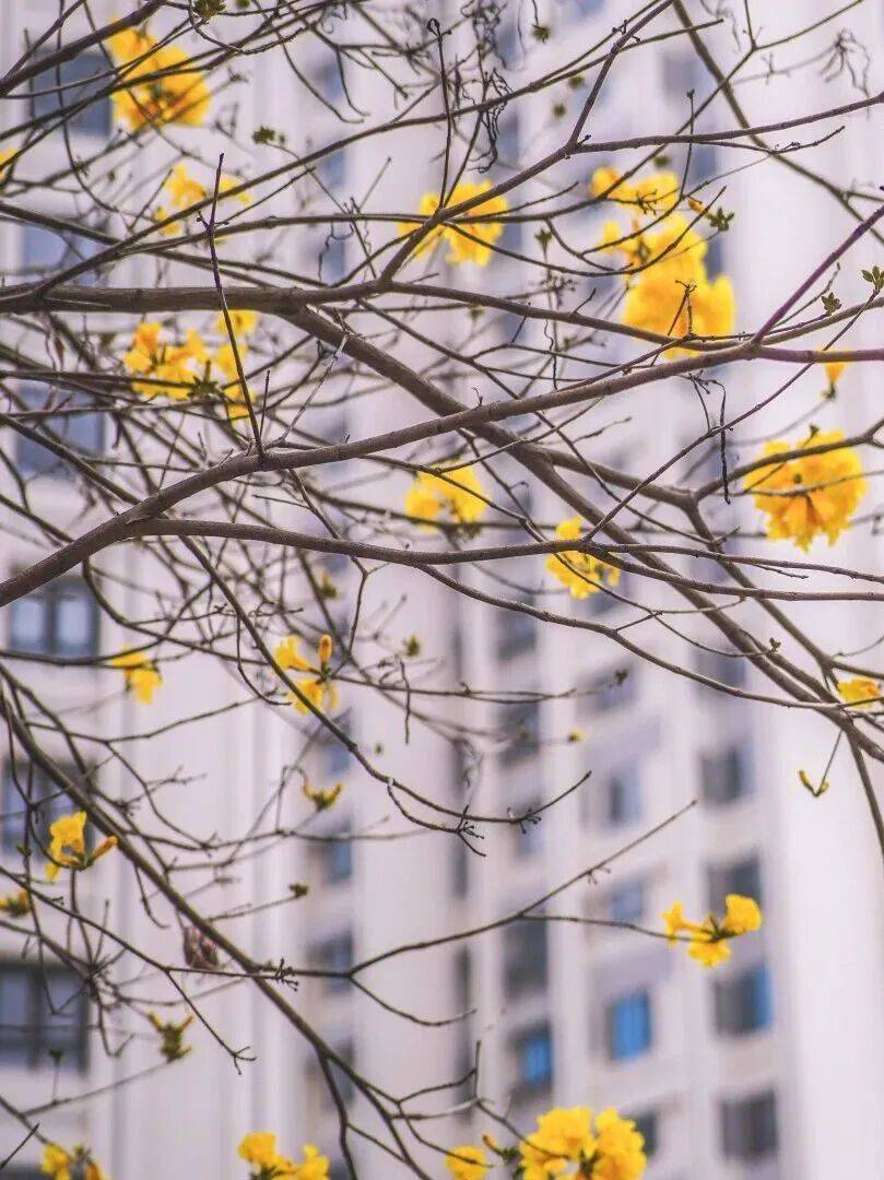 收藏！泉州春日賞花去哪里？花期+地址全攻略