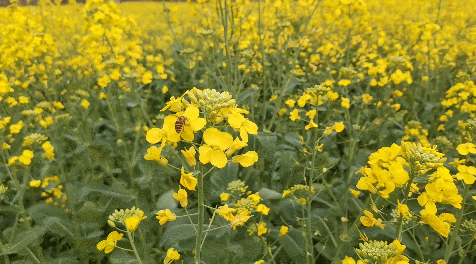 收藏！泉州春日賞花去哪里？花期+地址全攻略