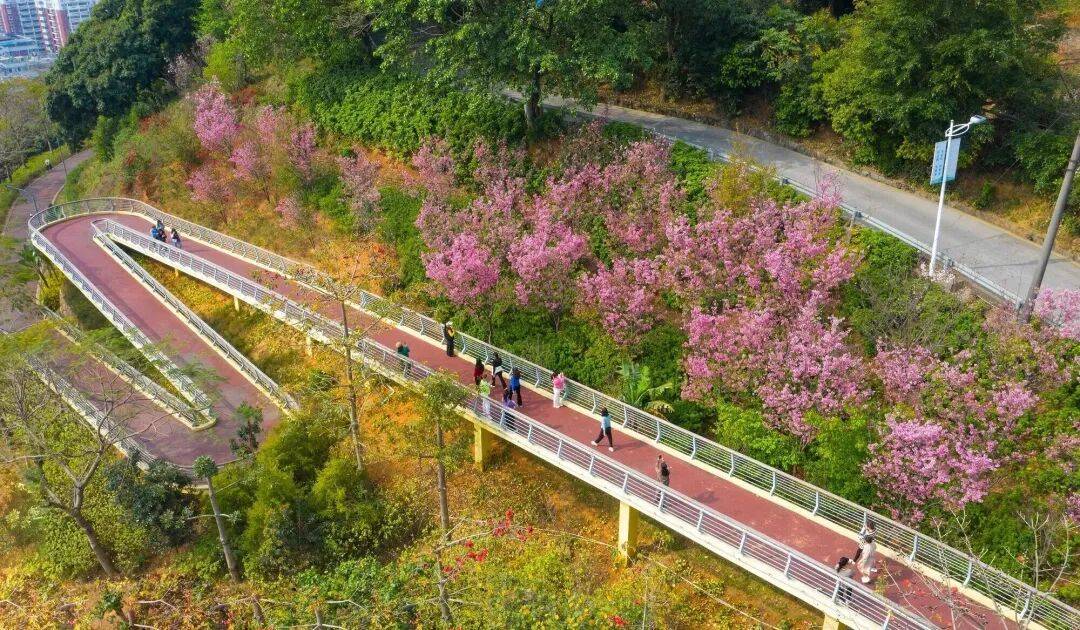 收藏！泉州春日賞花去哪里？花期+地址全攻略