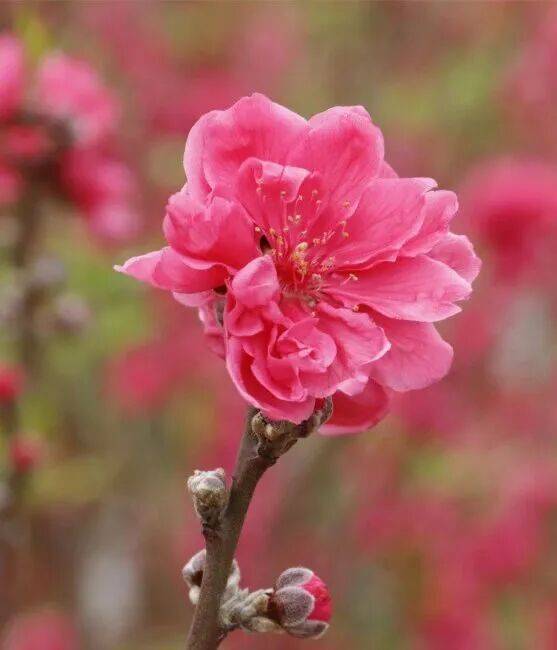 收藏！泉州春日賞花去哪里？花期+地址全攻略