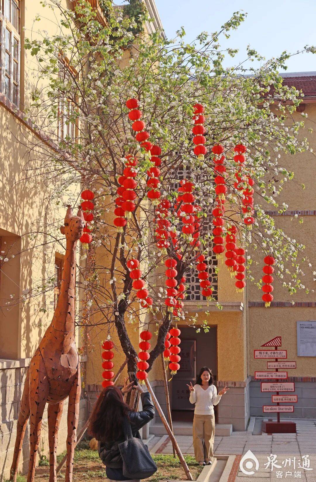 收藏！泉州春日賞花去哪里？花期+地址全攻略