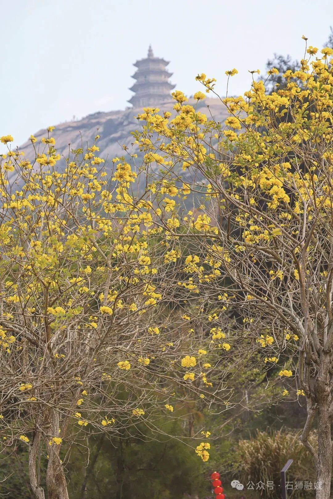 收藏！泉州春日賞花去哪里？花期+地址全攻略