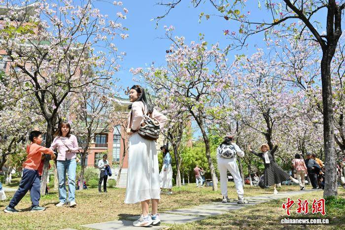 廣州：華南農(nóng)業(yè)大學(xué)宮粉紫荊盛放