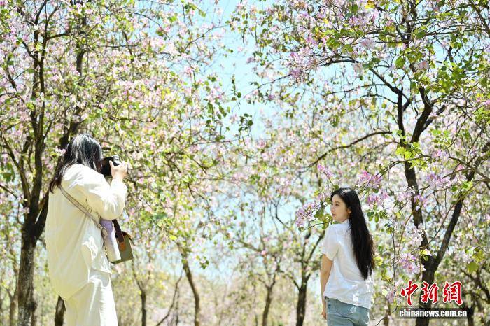 廣州：華南農(nóng)業(yè)大學(xué)宮粉紫荊盛放