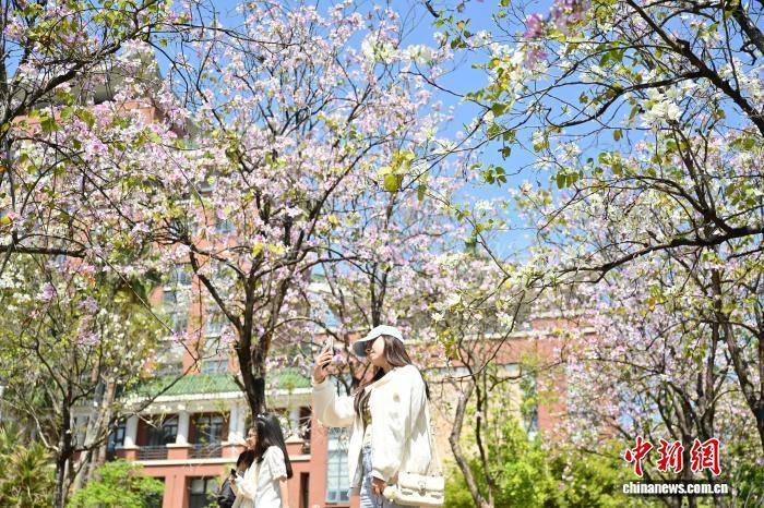 廣州：華南農(nóng)業(yè)大學(xué)宮粉紫荊盛放
