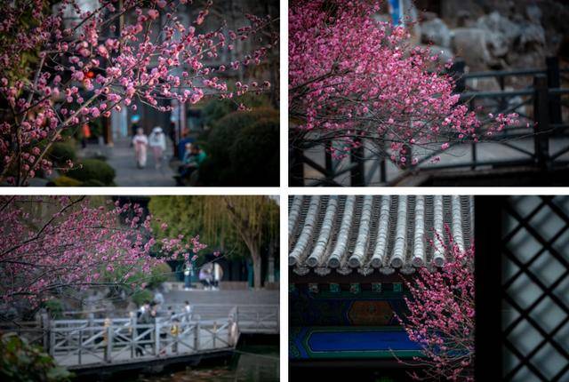 速收藏！棗莊臺(tái)兒莊古城春之花影與夜燈，錯(cuò)過(guò)再等一年喲！