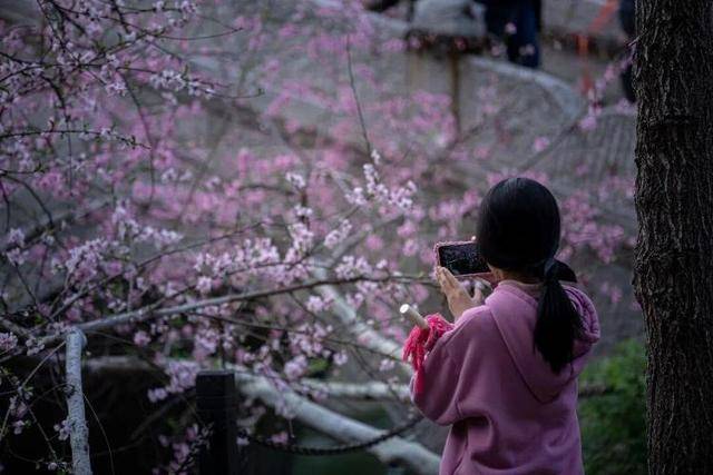 速收藏！棗莊臺(tái)兒莊古城春之花影與夜燈，錯(cuò)過(guò)再等一年喲！