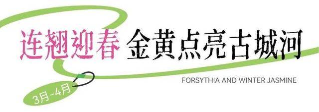 速收藏！棗莊臺(tái)兒莊古城春之花影與夜燈，錯(cuò)過(guò)再等一年喲！