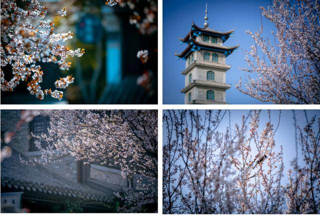 速收藏！棗莊臺(tái)兒莊古城春之花影與夜燈，錯(cuò)過(guò)再等一年喲！