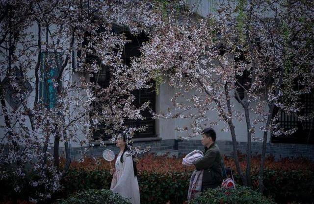 速收藏！棗莊臺(tái)兒莊古城春之花影與夜燈，錯(cuò)過(guò)再等一年喲！