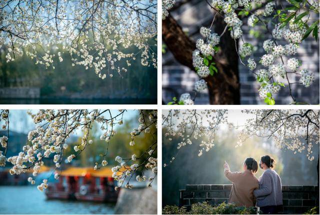 速收藏！棗莊臺(tái)兒莊古城春之花影與夜燈，錯(cuò)過(guò)再等一年喲！