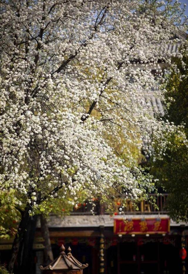 速收藏！棗莊臺(tái)兒莊古城春之花影與夜燈，錯(cuò)過(guò)再等一年喲！