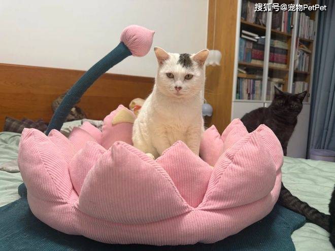 原創(chuàng)花重金買蓮花座貓窩，貓咪卻死活不肯上去：還不如快遞紙箱呢！