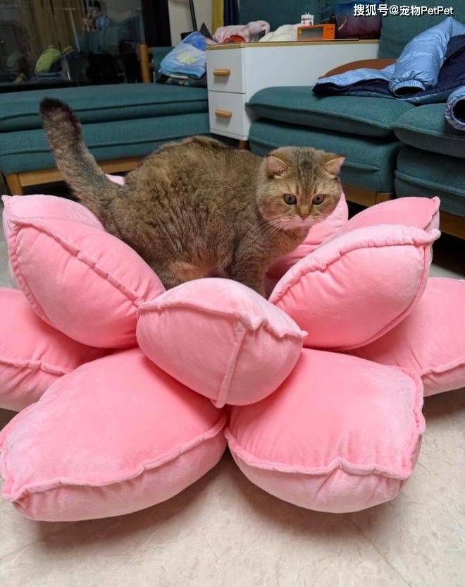 原創(chuàng)花重金買蓮花座貓窩，貓咪卻死活不肯上去：還不如快遞紙箱呢！