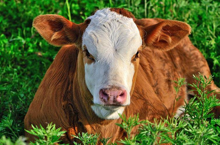 牛吃喝正常拉稀怎么辦？常見(jiàn)原因+簡(jiǎn)單處理方法，收藏備用！